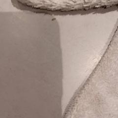 Peluche, ha sido reportado por De Efteling con iLost