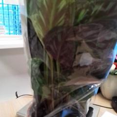 Växt, rapporterat av Qbuzz Fryslân med iLost