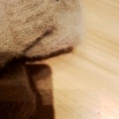 Calças, como reportado por Beekse Bergen Resorts en Hotel utilizando o iLost