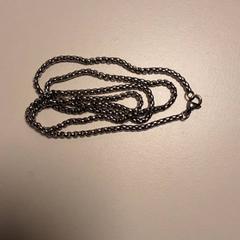 Collier, a été signalé par Diergaarde Blijdorp utilisant iLost