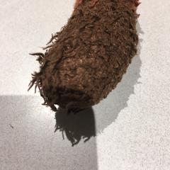 Knuffel, gisa salatu by De Efteling iLost erabiliz