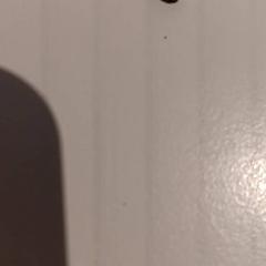 Chave bicicleta fiwtss, como reportado por De Efteling utilizando o iLost