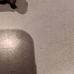 Kosete leke, som rapportert av De Efteling ved bruk av iLost