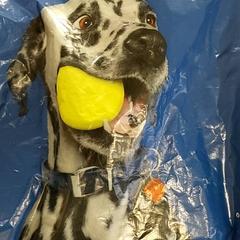 Táska - plastieken zak, amint azt Centraal magazijn az iLost segítségével jelentette.