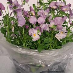 Blommor, rapporterat av Keolis Lund med iLost
