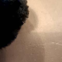 Hansker & Hanske, som rapportert av Avonturenboerderij Molenwaard ved bruk av iLost