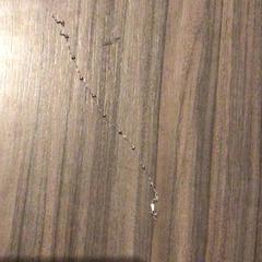 Pulseira Zilver met balletjes, como reportado por Van der Valk Hotel Zwolle utilizando o iLost