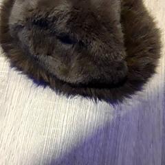 Bontmuts، كما تم الإبلاغ عنه بواسطة EBS Tramplein عبر iLost