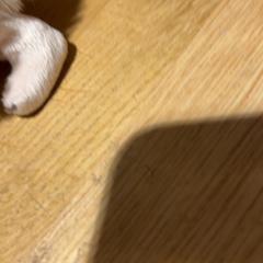 Xoguete de peluche, segundo informou Designer Outlet Roermond usando iLost