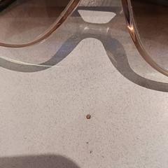 Gafas de sol, ha sido reportado por De Efteling con iLost