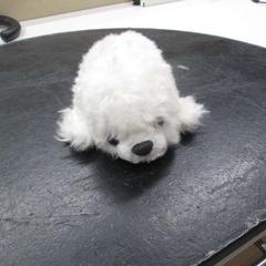 Zeehondje Wit, amint azt IKEA Heerlen az iLost segítségével jelentette.