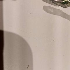 Souvenir, come riportato da De Efteling utilizzando iLost