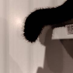 기념품, iLost를 사용하여 De Efteling에 보고됨