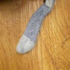 Plysj dask, som rapportert av HTM ved bruk av iLost