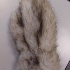 Mitten Vacht, as reported by Vrije Universiteit Amsterdam using iLost