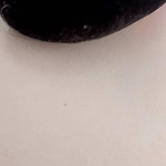 Plüss, amint azt De Efteling az iLost segítségével jelentette.