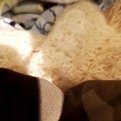 Ruházat, amint azt Beekse Bergen Resorts en Hotel az iLost segítségével jelentette.