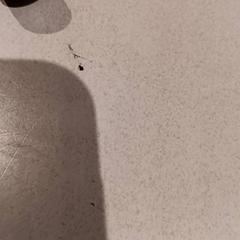 Buggy toebehoren, zgłoszono przez De Efteling przy użyciu iLost