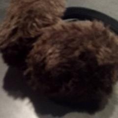 Orejeras, ha sido reportado por TivoliVredenburg con iLost