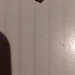 مفتاح المنزل، كما تم الإبلاغ عنه بواسطة De Efteling عبر iLost