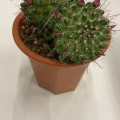 サボテン, rapporterat av IKEA神戸 med iLost