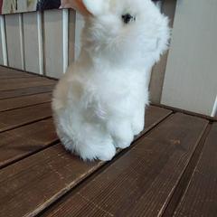 Petit lapin en peluche، كما تم الإبلاغ عنه بواسطة IKEA Rennes - Pacé عبر iLost