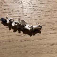 Earring, as reported by Poppodium 013 using iLost