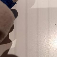 Plyšová hračka, ako bolo nahlásené De Efteling pomocou iLost