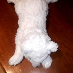 Leketøy, som rapportert av Grand Hotel Amrath Kurhaus ved bruk av iLost