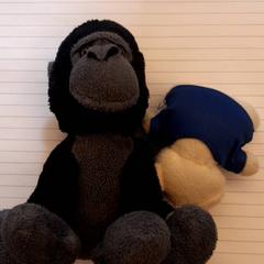 كنوفل، كما تم الإبلاغ عنه بواسطة DierenPark Amersfoort عبر iLost