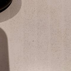 Airpod, iLost를 사용하여 De Efteling에 보고됨