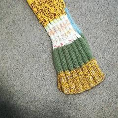 Scialle Meerkleurig, come riportato da Burgers' Zoo utilizzando iLost