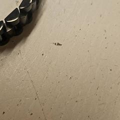 Bracelet, as reported by HTM using iLost