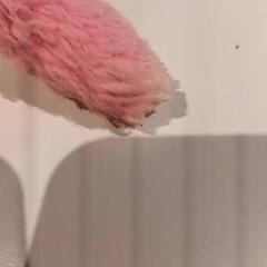 ぬいぐるみ がiLostで De Efteling によって報告されました