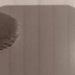 꼭 껴안고 싶은 장난감, iLost를 사용하여 De Efteling에 보고됨