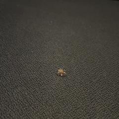 İLost kullanarak Van der Valk Hotel Utrecht tarafından bildirildiği gibi Küpe