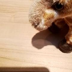 Knuffel Giraffe, zoals gemeld door Beekse Bergen Resorts en Hotel met iLost