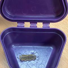 Element dental & Caixa, segons ha informat Sheraton Brussels Airport Hotel mitjançant iLost