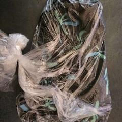 Shorts de baño, ha sido reportado por Van der Valk Hotel Assen con iLost