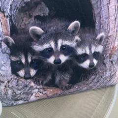 베개 Wasberen familie : ), iLost를 사용하여 UMC Utrecht에 보고됨