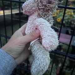 Knuffel egel, amint azt az iLostnak jelentették.