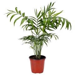 Artigo IKEA, como reportado por IKEA 광명점 utilizando o iLost