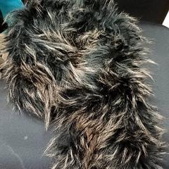 Pälskrage kraag, rapporterat av Qbuzz GD Groningen Peizerweg med iLost