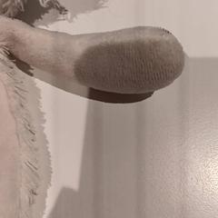 Knuffel, as reported by De Efteling using iLost