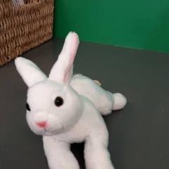 Mazlící hračka, jak nahlášeno Diergaarde Blijdorp pomocí iLost