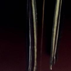 Sjal Grijs/Groen/Paars, som rapportert av TivoliVredenburg ved bruk av iLost