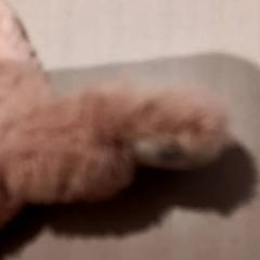 Peluche pulseira, como reportado por De Efteling utilizando o iLost