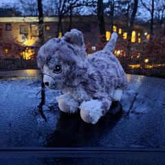 Knuffel がiLostに報告されました