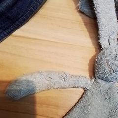 Knuffel, as reported by Beekse Bergen Resorts en Hotel using iLost