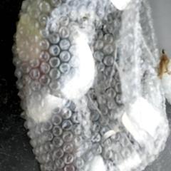 Bossa Plastieken zak, segons ha informat Regio Antwerpen - Brussel mitjançant iLost